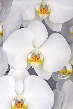 Phalaenopsis Orchid Flower Seeds, Heirloom, Non-GMO Exotic Indoor Bloom Seeds for Planting