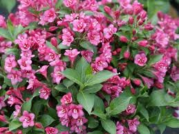 Weigela Florida Flower Seeds for Planting, Heirloom, Non-GMO