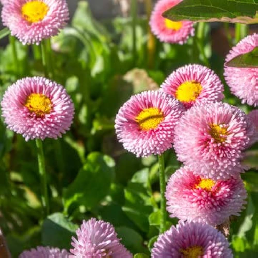 Daisy flowers (Bellis perennis) grown from seeds with classic white petals and yellow centers