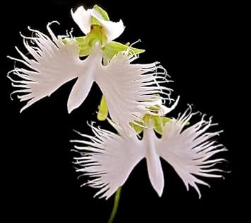 Heirloom Non-GMO Radiata Flower Seeds for Planting – Striking Blooms for Garden Displays