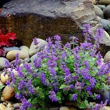 Heirloom Non-GMO Catnip Catmint Flower Seeds for Planting – Aromatic Herb Flower Seeds
