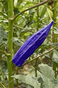 Okra Vegetable Seeds for Planting – Blue Variety NON GMO Seeds