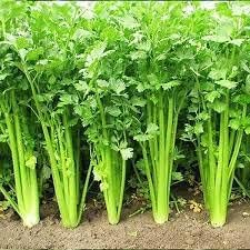 Celery Seeds for Planting - 100 pcs