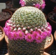 Pink Mammillaria Seeds for Planting – Organic, Heirloom, Non-GMO Plant Seeds