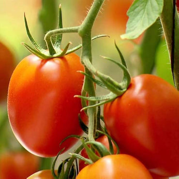 Ribbed Tomato seeds – classic heirloom with unique ridged fruit