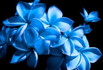 Sky Blue Frangipani Flower Seeds – Heirloom Non-GMO Plumeria Seeds for Unique Tropical Gardens