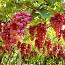 Roman Grapes Fruit Seed Planting - Pack for Unique, Sweet Grape Varieties, Heirloom Grape Seeds