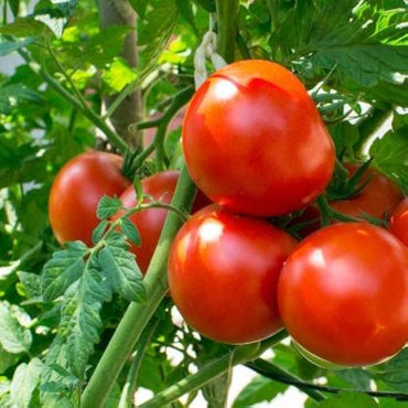 Tomato Solanum lycopersicum Vegetable Seeds for Planting Basket Variety in Home Garden