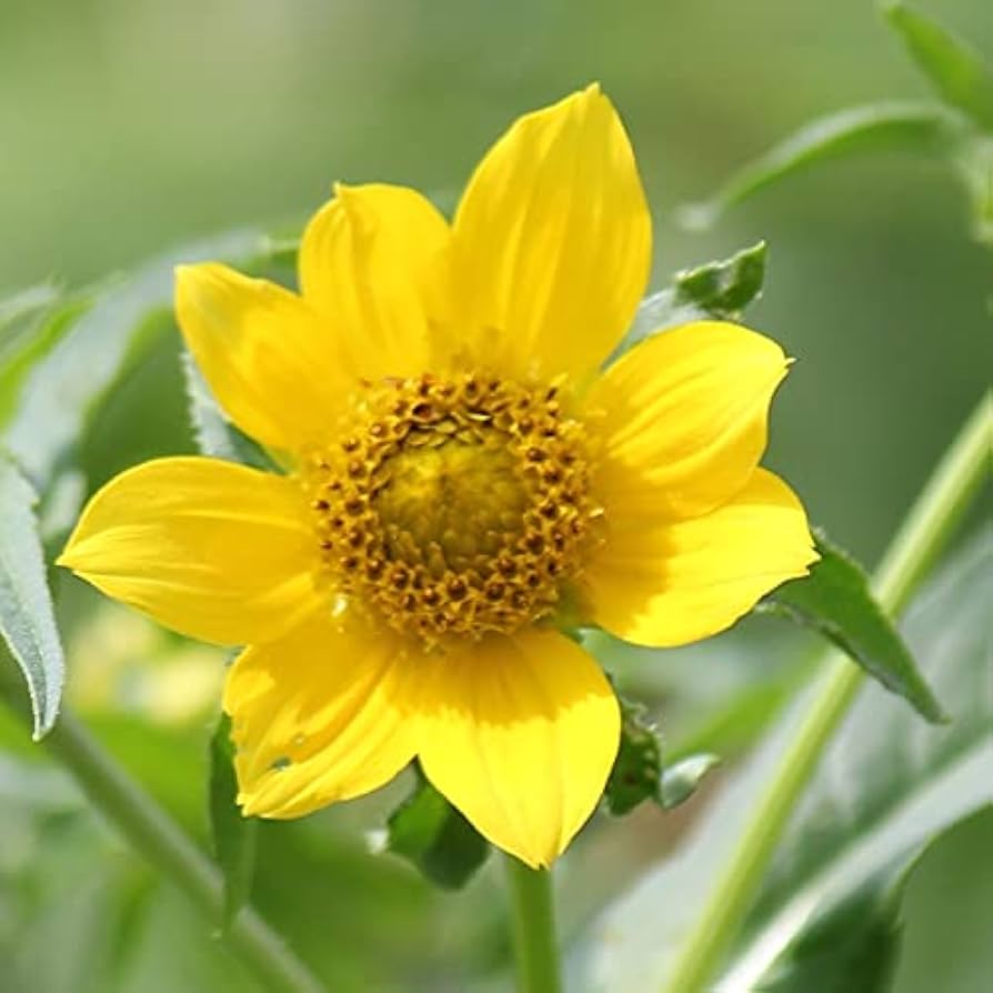 Bidens Cernua Flower Seeds for Planting - 100
