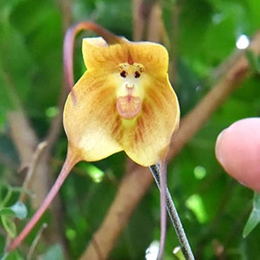 Monkey Orchid Flower Seeds 1 for Planting 100