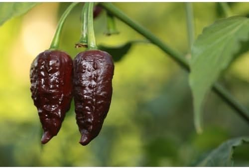 Chocolate Bhutlah Pepper Vegetable Seeds for Planting - 100 pcs