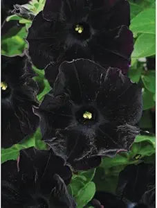 Black Petunia Flower Seeds for Bonsai
