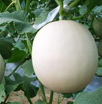 Cantaloupe Fruit Seeds for Planting White 100 pcs