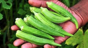 Okra Seeds for Planting, Green, NON GMO Seeds