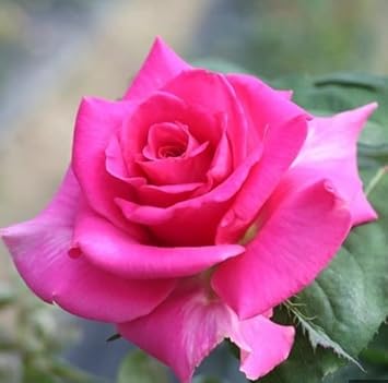 Pink Dragon Rose Plant Seeds for Planting Non-GMO Heirloom Garden Seeds Perfect for Home and Outdoor Gardening