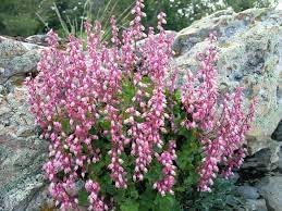 Heuchera Pulchella Flower Seeds for Planting - Heirloom, NON-GMO Seeds for Beautiful Gardens