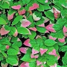 Actinidia Kolomikta Plant Seeds for Hardy and Sweet Fruit Trees 100 pcs