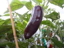 Marconi Sweet Pepper Vegetable Seeds for Planting - 100 pcs