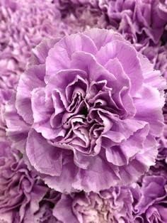 Heirloom Lavender Carnation Flower Seeds, Non-GMO Fragrant Blooms for Planting