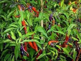 Chili Seeds for Planting Violet Red - heirloom & Non-GMO Seeds