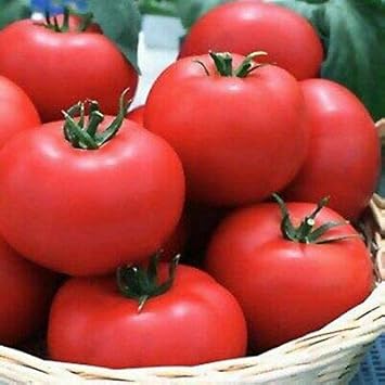 Tomato Seeds for Planting Dark Pink - 100 pcs
