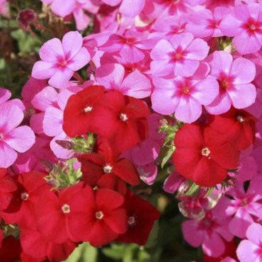 Phlox Flower Seeds Mixed Colors for Pots & Gardens