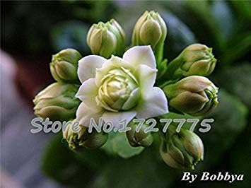 Organic Heirloom Non-GMO Orange Kalanchoe Seeds for Planting – Succulent Blooms