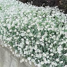 Carpet Flower Seeds for Planting, Heirloom, Non-GMO, 100 for planting in home garden