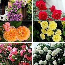 Climbing Rose Flower Seeds for Planting – Heirloom, Non-GMO Seeds for Vertical Gardens