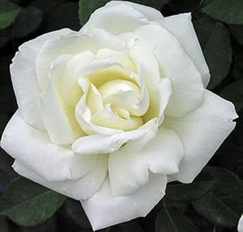Heirloom Non-GMO White Rose Seeds for Garden Planting