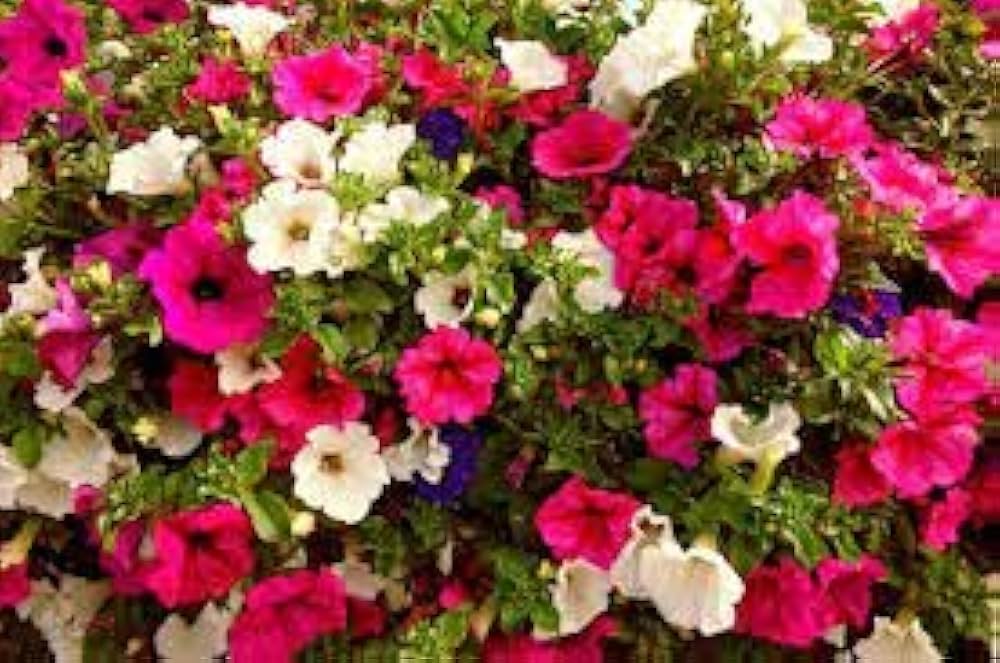 Petunia flower Petunia hybrida Shock Wave Volt Mix pelleted seeds for planting in home garden or patio planters