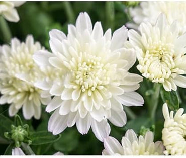 Organic Heirloom Non-GMO White Chrysanthemum Seeds for Planting – Garden Blooms