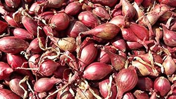 Red Prisma seeds for garden planting