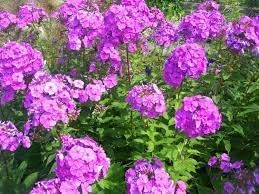 Perennial Flower Seeds 100 pc for Planting 100