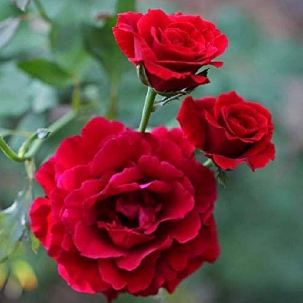 Oriental Beauty Rose Mixed Rose Flower Seeds
