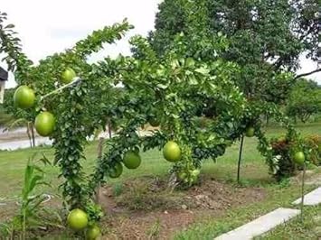 Crescentia Alata Fruit Seeds for Unique & Exotic Tropical Fruit 100 pcs