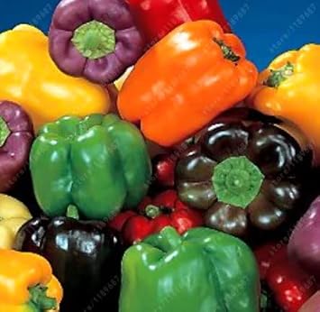 Multi-Colored Pepper Seeds for Planting heirloom & Non-GMO Seeds
