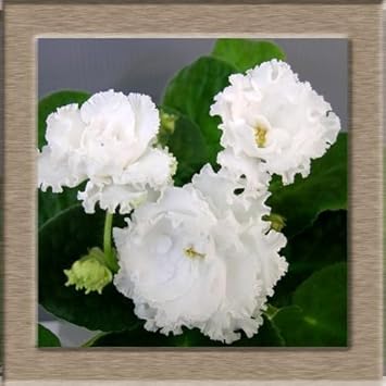 White African Violet Flower Seeds – Heirloom, Non-GMO Seeds for Planting Elegant Indoor Blooms