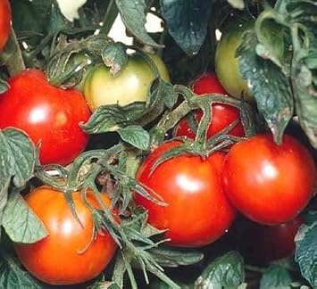 Red Siberian Tomato Solanum lycopersicum seeds for garden planting