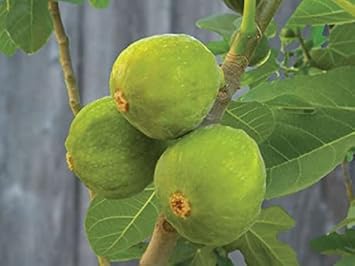 Green Desert King Fig Fruit Seeds for Planting - Plant Sweet, Green Figs in Your Garden, GMO Free Seeds