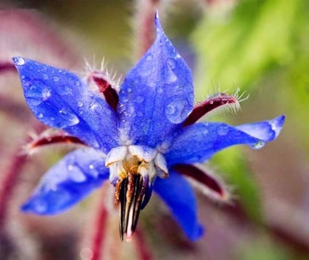 Borage Borago Officinalis Mixed Colors Flower Seeds for Garden Planting