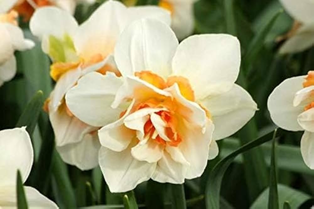 Daffodil Narcissus Double Petal Flower Seeds for Home and Garden Planting
