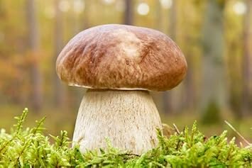 Bolete Mushroom Vegetable Seeds for Planting heirloom & Non-GMO Seeds