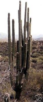 Green Carnegia Plant Seeds for Planting heirloom & Non-GMO Seeds