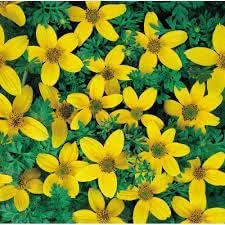 Bidens Golden Eye Flower Seeds – Heirloom Non-GMO Seeds for Bright and Pollinator-Friendly Garden Planting
