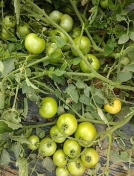 Light Green Tomato Seeds for Planting - 100 pcs