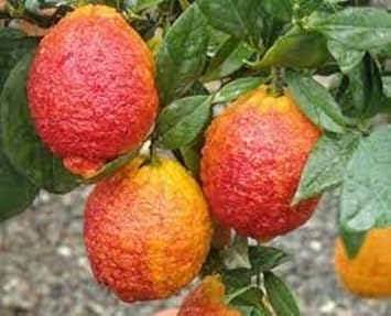 Light Red Lemon Fruit Seeds for Planting - Fast-Growing, Juicy & Full of Flavor