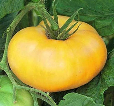 Brandywine Yellow tomato seeds for planting large golden heirloom varieties