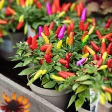 Pepper Seeds for Home Garden, 100 pcs