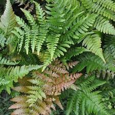 Dryopteris Erythrosora Plant Seeds for Planting, Heirloom, Non-GMO, 100